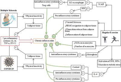 Multimodal Benefits of Exercise in Patients With Multiple Sclerosis and COVID-19